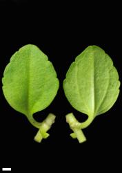 Veronica serpyllifolia subsp. serpyllifolia. Leaf surfaces, adaxial (left) and abaxial (right). Scale = 1 mm.
 Image: P.J. Garnock-Jones © P.J. Garnock-Jones CC-BY-NC 3.0 NZ